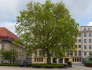 Zmiana organizacji ruchu na skrzyżowaniu Nowowiejskiego i Pl. Wolności