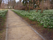 Zwiastuny wiosny